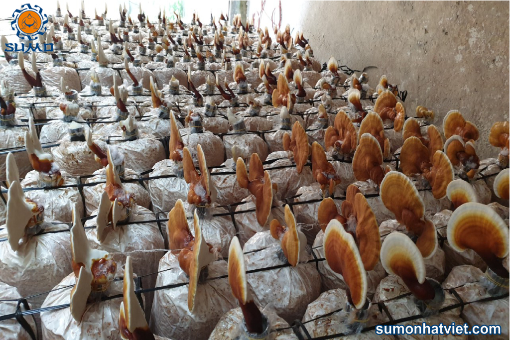 Sản phẩm nấm của Sumo Nhật Việt