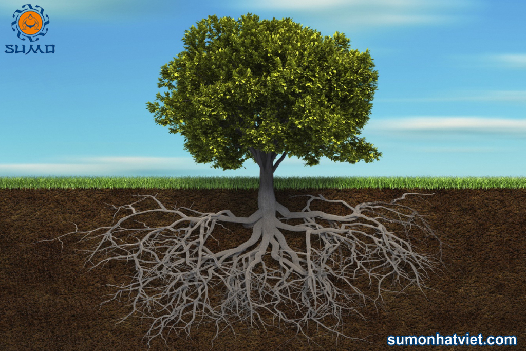 Rễ cây hút và vận chuyển chất dinh dưỡng lên cây