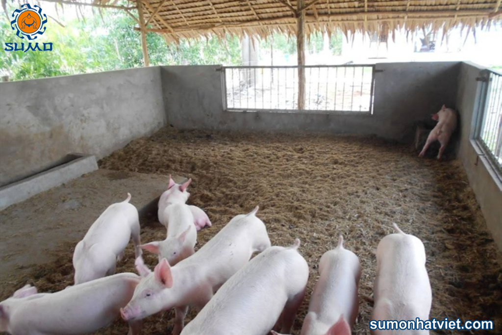 Chăn nuôi bằng chế phẩm sinh học giảm mùi hôi chuồng trại đến hơn 80%