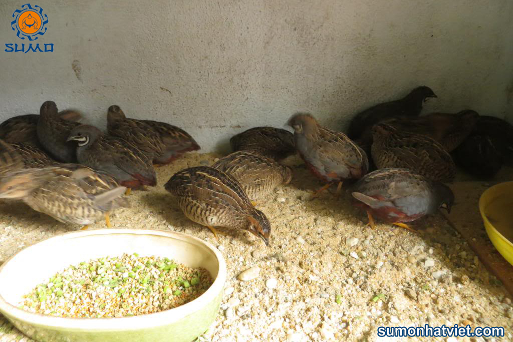 Chim cút ăn thức ăn lên men bằng chế phẩm sinh học