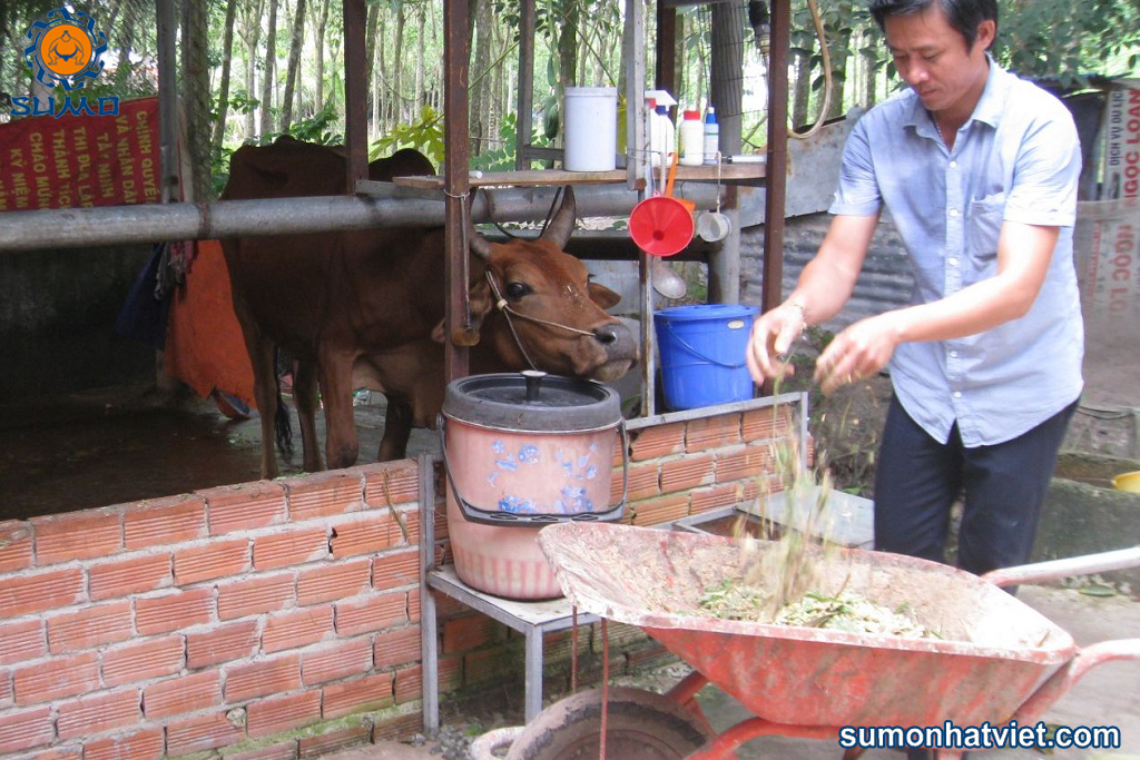Ủ thức ăn cho bò bằng chế phẩm sinh học hữu cơ
