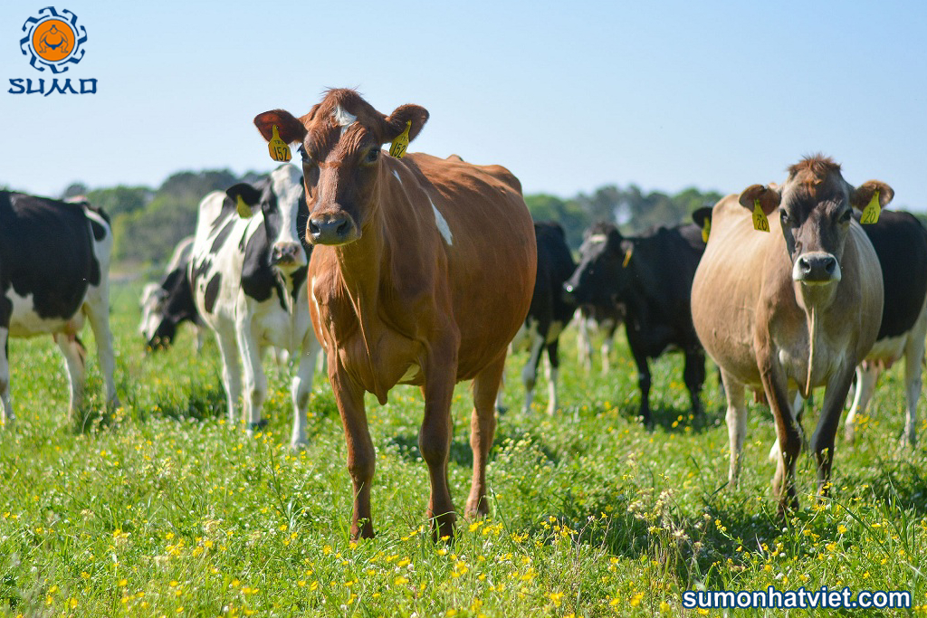 Chế phẩm sinh học tăng hiệu quả chăn nuôi bò