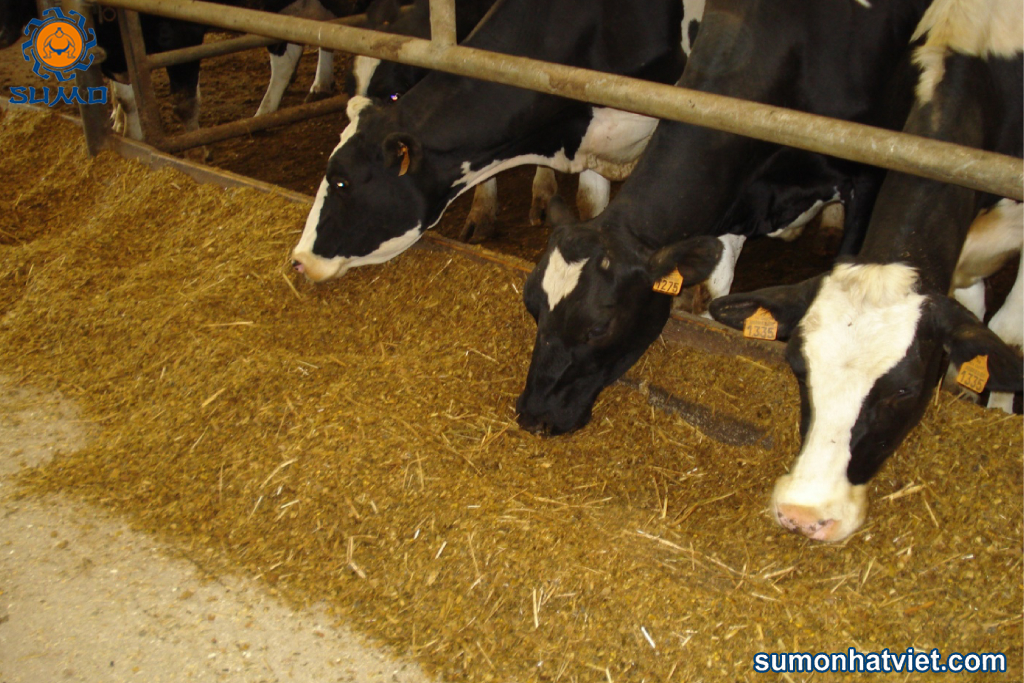 Mô hình nuôi bò sửa sử dụng thức ăn lên men