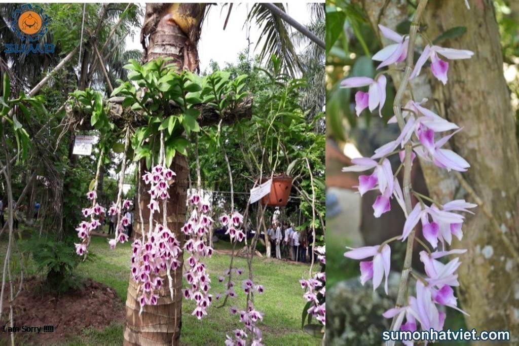 Phi điệp tím Dendrobium anosmum