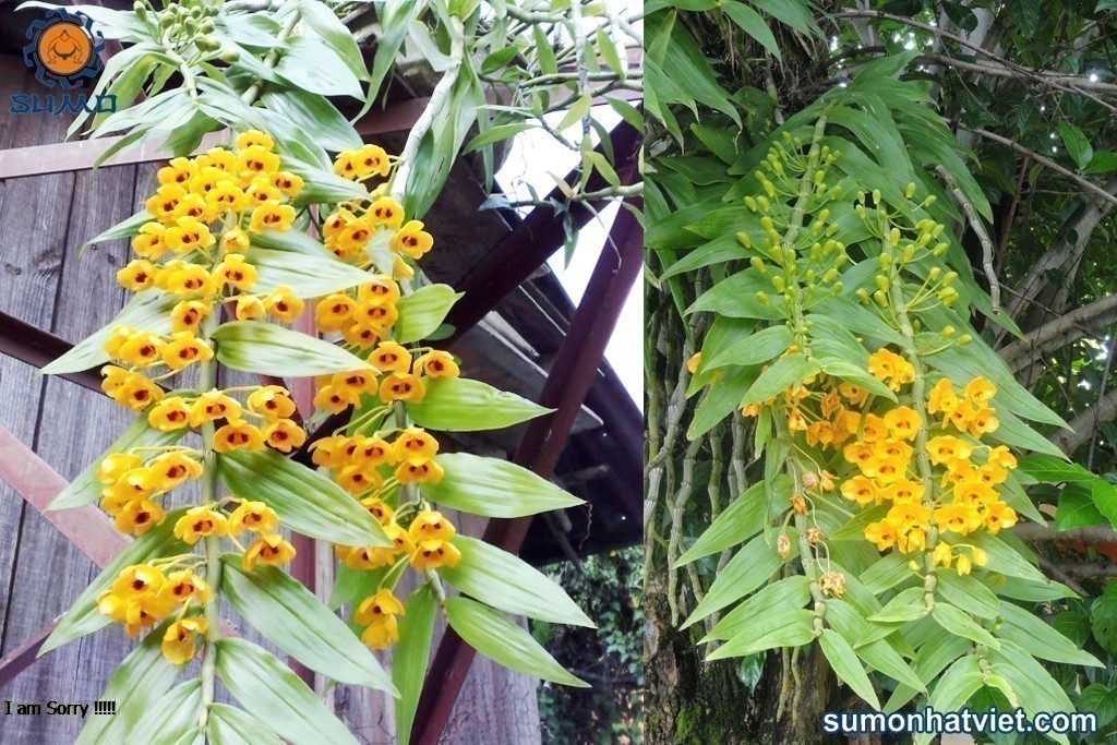 Phi điệp vàng Dendrobium chrysanthum