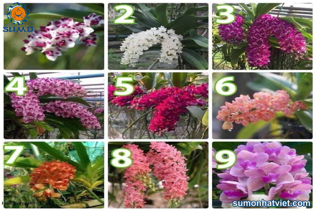 Hoa ngọc điểm có nhiều màu sắc khác nhau