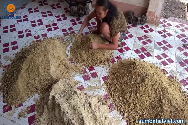 Vai trò của các vi khuẩn Lactobacillus trong chăn nuôi