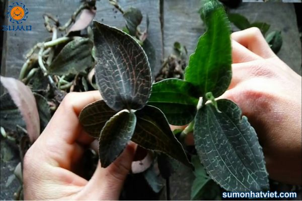 Cách sử dụng lan kim tuyến sao cho đúng chuẩn