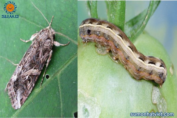 Một số sâu hại thường gặp trên lan kim tuyến