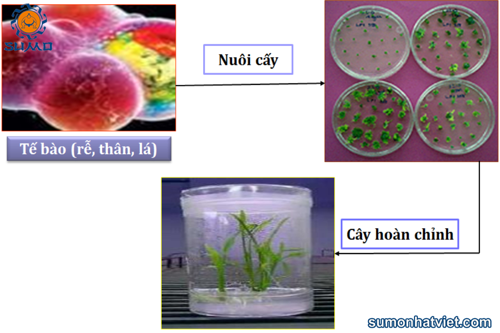 Ý nghĩa của nhân giống bằng nuôi cấy mô tế bào thực vật là gì?