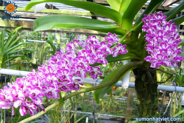 Làm sao để lan Đai Châu Ngọc Điểm ra hoa đúng tết