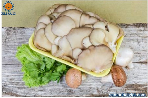 Cách trồng nấm sò tại nhà chỉ trong tích tắc