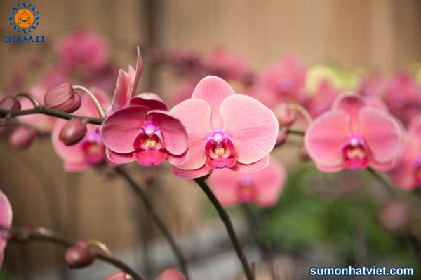 Bệnh thối đen trên hoa Lan – Nhận biết và xử lý hiệu quả