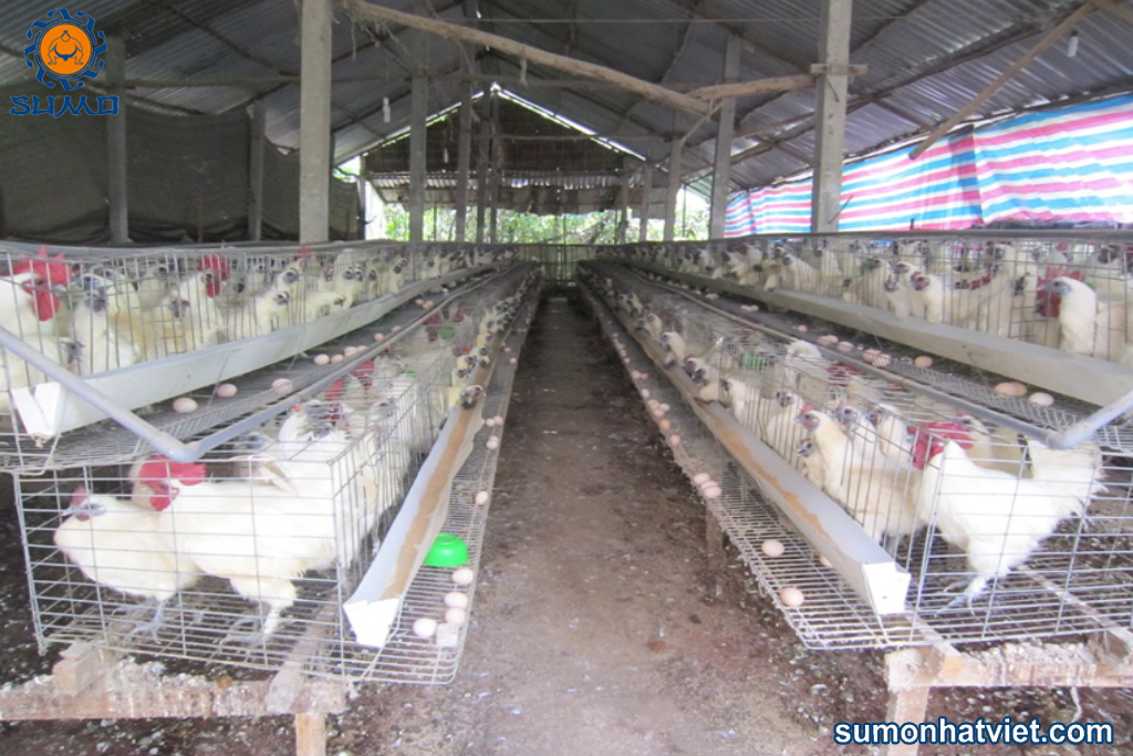 Triển vọng mô hình nuôi gà Ai Cập đẻ trứng  Binh Phuoc Tin tuc Binh  Phuoc Tin mới tỉnh Bình Phước