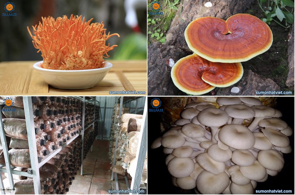 Sản phẩm chất lượng