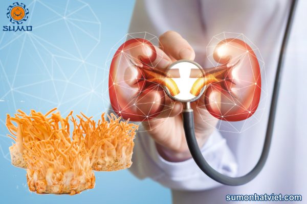 Giải mã tác dụng đẩy lùi những bệnh lý về thận của đông trùng hạ thảo