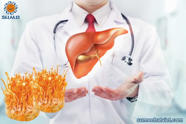 25 tác dụng của đông trùng hạ thảo bạn nên biết