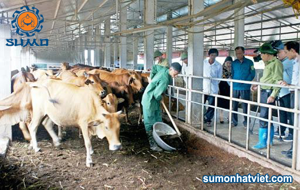 Kỹ thuật làm đệm lót sinh học trong chăn nuôi bò