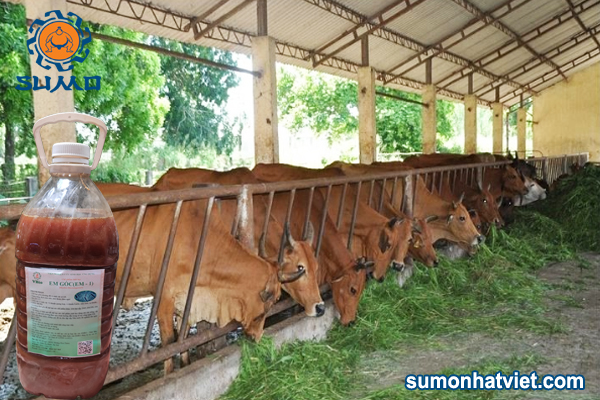 Chế phẩm sinh học trong chăn nuôi bò duy trì sự phát triển bền vững