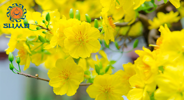 Hoa mai SUMO Nhật Việt được xem là hoa Mai đẹp, tròn trịa nhất và đặc biệt được yêu thích rất nhiều tại Nhật Bản và Việt Nam. Hãy xem hình ảnh hoa mai SUMO Nhật Việt để cảm nhận vẻ đẹp độc đáo của chúng.