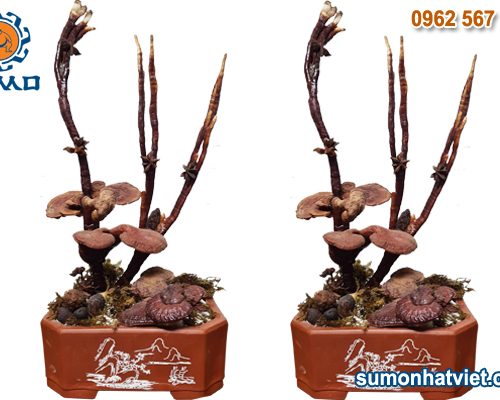 Linh Chi bonsai phong thủy