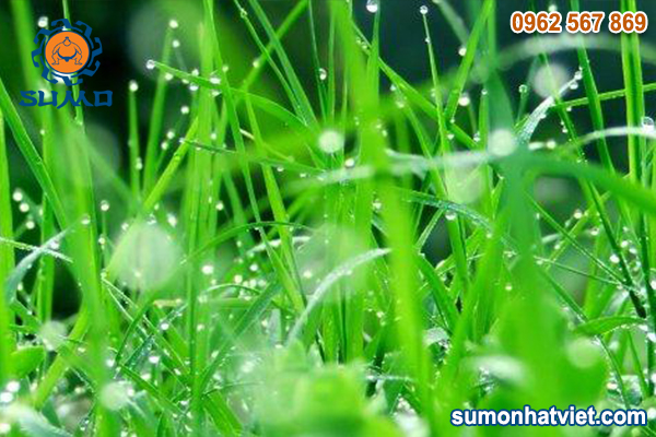 Các loại cỏ dại phổ biến tại Việt Nam