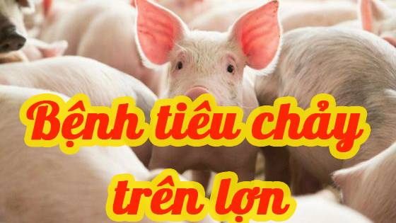 Lợn con tiêu chảy hàng loạt do ăn thức ăn ủ men