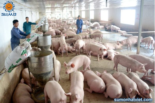 Men ủ vi sinh có chữa được bệnh tiêu chảy ở lợn?