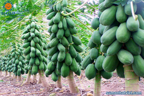 Bật mí 2 cách làm phân cá nhanh, hiệu quả hơn nhờ Papain