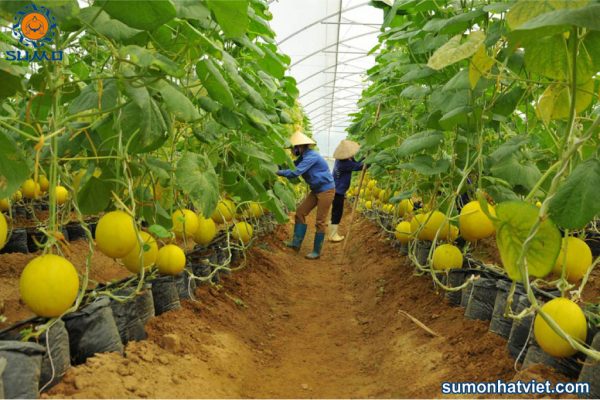 Ủ phân cá – Tự làm phân hữu cơ Nhật Bản thật đơn giản, tiết kiệm